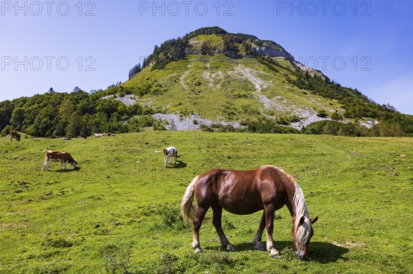 Horses on the Genneralm with Holzeck, Osterhorn group, Salzkammergut, Salzburg province, Austria, Europe