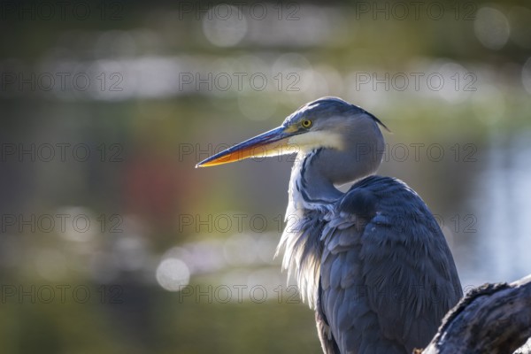 Grey heron (Ardea cinerea), portrait, Lower Austria, Austria, Europe