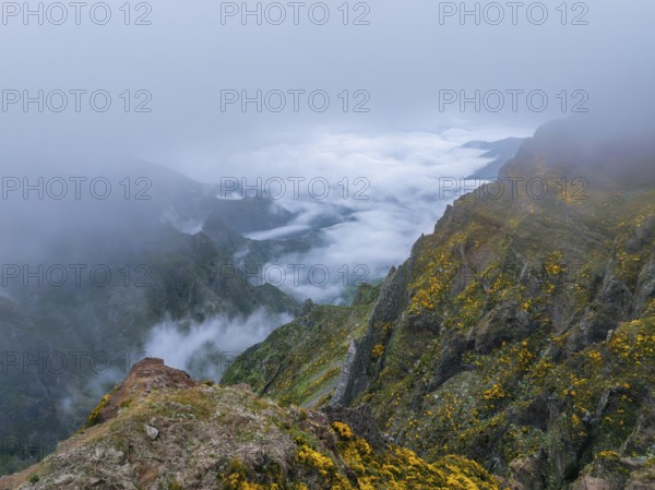 A mountain covered in fog and clouds with blooming Cytisus shrubs. Near Pico de Arieiro, Madeira island, Portugal, Europe