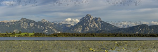 Lake Hopfensee, lakeshore with numerous water lilies, behind it the Tegelberg and the Säuling, Ammergau Alps, near Füssen, Ostallgäu, Allgäu, Upper Swabia, Swabia, Bavaria, Germany, Europe