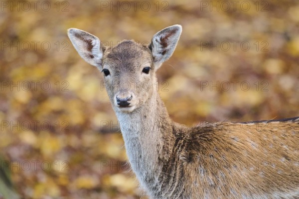 European fallow deer (Dama dama) doe, portrait, in a forest, Bavaria, Germany, Europe