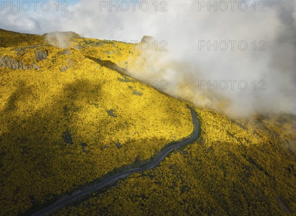 Aerial view of road among yellow Cytisus blooming shrubs near Pico do Arieiro, Portugal in clouds