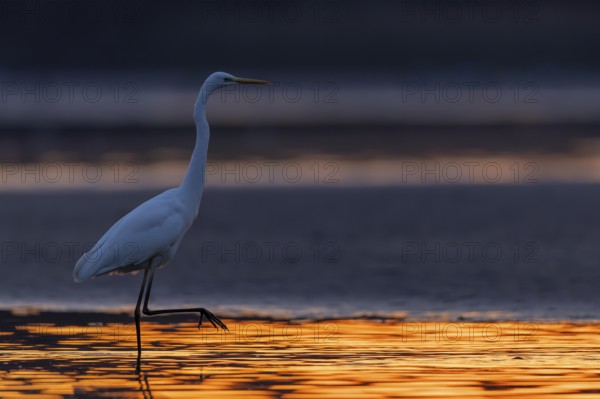 Great White Egret, (Egretta alba), walking through the sun-coloured water of a fish pond, Lusatia, Saxony