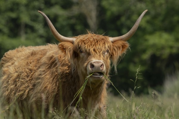 Highland cattle or cow (Bos taurus taurus) adult farm animal eating grass in a field, England, United Kingdom, Europe