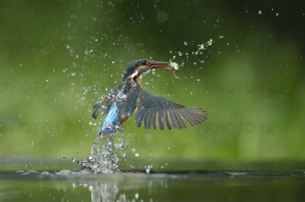 Common kingfisher (Alcedo atthis) adult bird emerging from water of a lake with a fish in its beak, England, United Kingdom, Europe