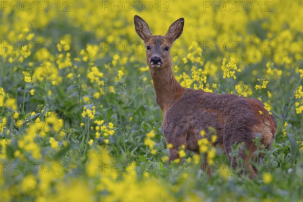 Roe deer (Capreolus capreolus) adult female doe in a farmland field with yellow flowers of an oilseed rape crop in the summer, England, United Kingdom, Europe