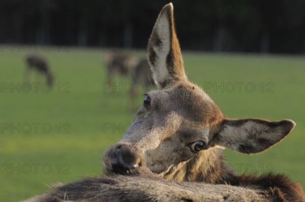 A deer grooming its fur on a green meadow, other animals in the background, red deer (Cervus elaphus), Bavaria