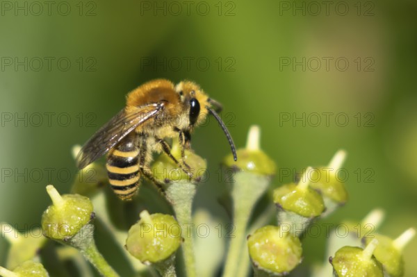 Ivy bee (Colletes hederae) adult insect feeding on an ivy plant flowers in the summer, England, United Kingdom, Europe