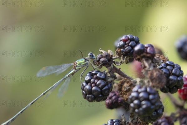 Emerald damselfly (Lestes sponsa) adult insect on a blackberry fruit in the summer, England, United Kingdom, Europe