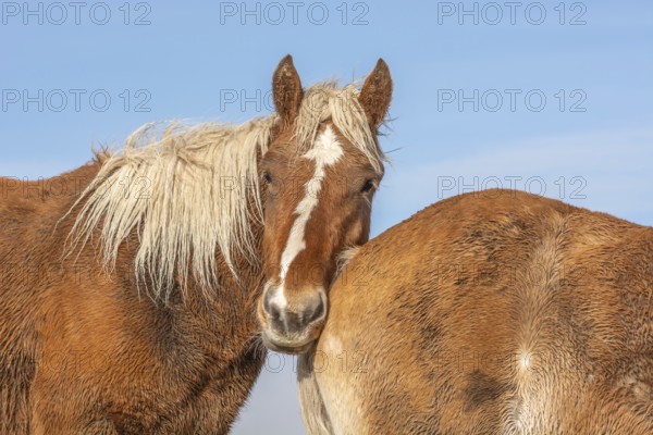 Two horses are standing next to each other, one of them has a white spot on its face. The scene is peaceful and calm, the horses look at the camera and seem content. Bas rhin, Alsace, France, Europe
