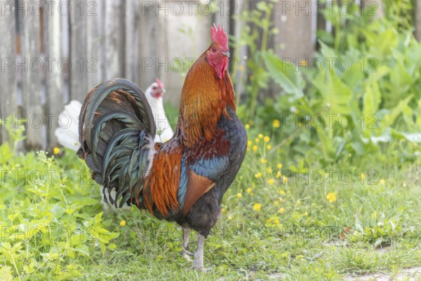 Cocks on an educational farm in the countryside. France, Alsace