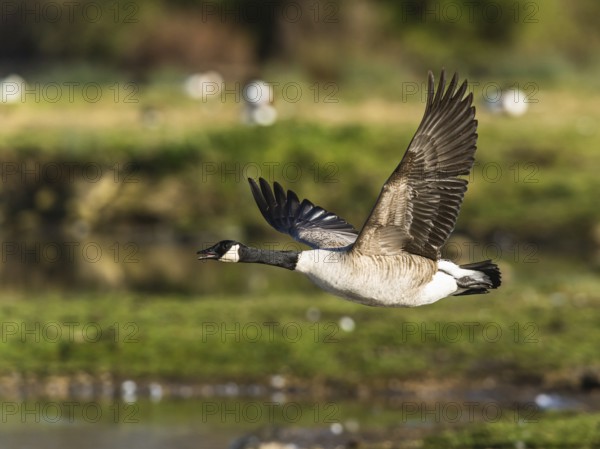 Canada Goose, Branta canadensis bird in flight over winter Marshes, Devon, England, United Kingdom, Europe