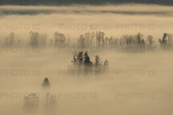 Foggy mood, fog, morning light, backlight, autumn, Loisach-Lake Kochel-Moor, foothills of the Alps, Bavaria, Germany, Europe