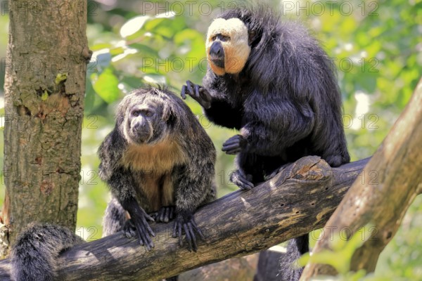 White-headed saki (Pithecia pithecia), adult, on tree, pair, male, female, fur care, social behaviour, South America