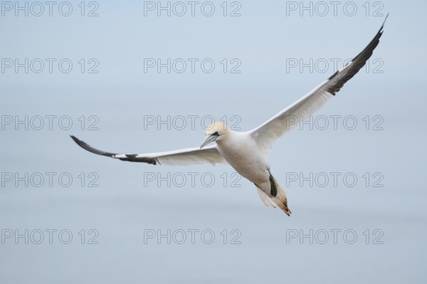 Northern gannet (Morus bassanus) flying over the sea, wildlife, Heligoland, Germany, Europe