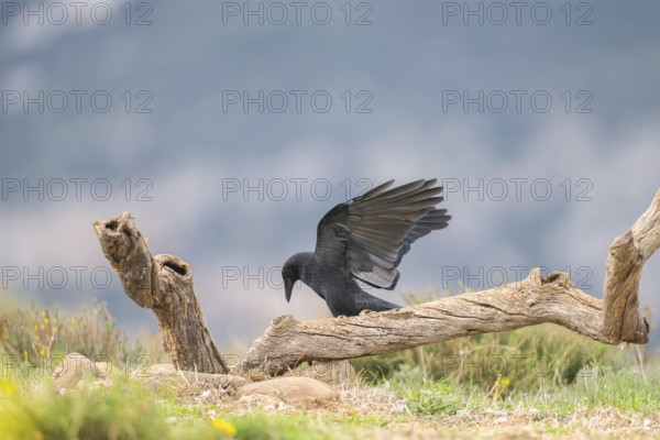 Common raven (Corvus corax) in flight, Pyrenees, Catalonia, Spain, Europe