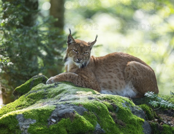 Eurasian lynx (Lynx lynx) lying on a moss-covered rock in the forest and looking attentively, captive, Germany, Europe