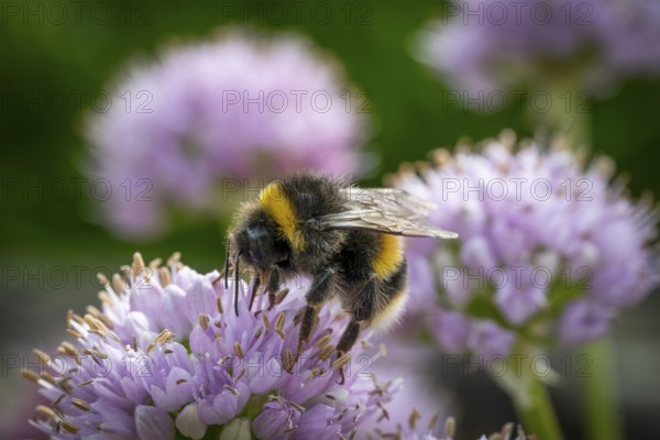 Close-up of a bumblebee on a purple flower against a blurred background, Royal Botanic Gardens (Kew Gardens), UNESCO World Heritage Site, Kew, Greater London, England, United Kingdom, Europe