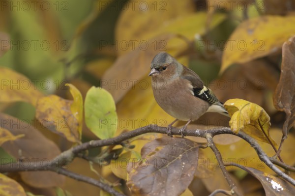 Eurasian chaffinch (Fringilla coelebs) adult male bird on a garden Magnolia tree with autumn colour leaves, England, United Kingdom, Europe