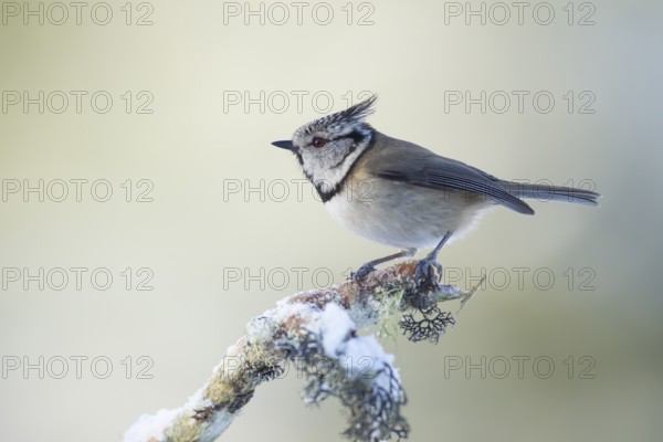 Crested tit Lophophanes cristatus adult bird on a snow covered tree branch in winter, Scotland, United Kingdom, Europe