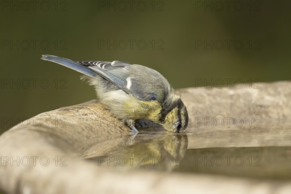 Blue tit (Cyanistes Caeruleus) juvenile baby bird drinking from a garden bird water bath, England, United Kingdom, Europe