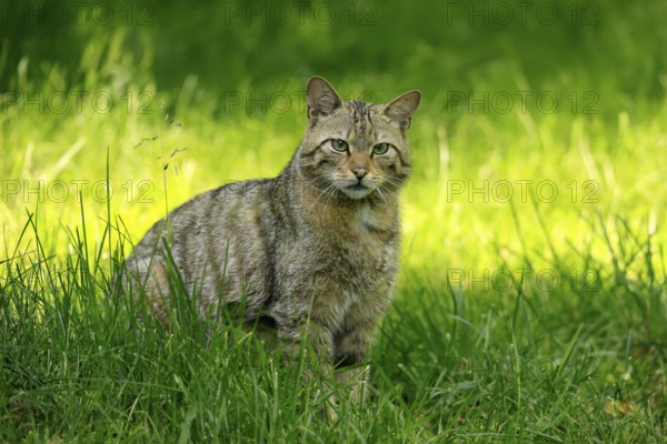 European wildcat (Felis silvestris), adult, meadow, alert, Germany, Europe
