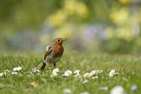 European robin (Erithacus rubecula) adult bird on a garden grass lawn with daisy flowers in the springtime, England, United Kingdom, Europe