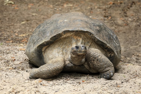 Galapagos giant tortoise (Chelonoidis niger), adult, foraging, captive, Galapagos Islands, Ecuador, South America