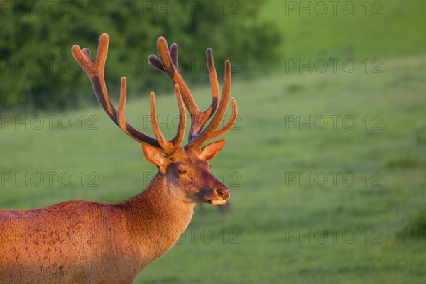 Portrait of an Altai maral stag, Altai wapiti or Altai elk (Cervus canadensis sibiricus) in the first light of the day