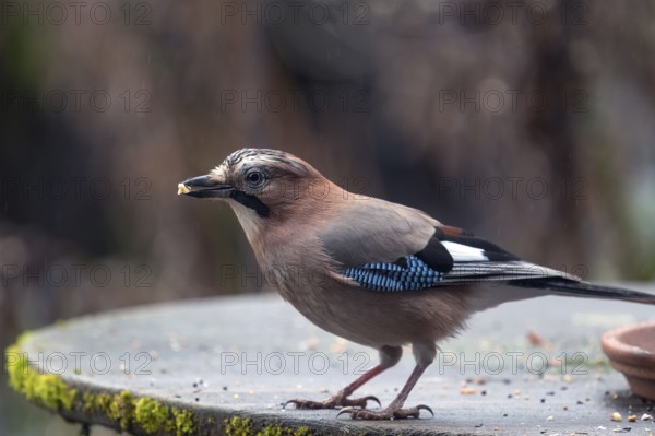 Eurasian jay (Garrulus glandarius) picking grains from a patio table, Bavaria, Germany, Europe