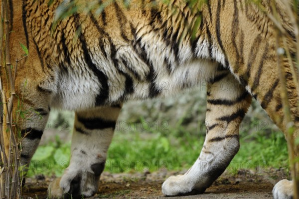 Close-up of the legs of a tiger with striped fur in a natural environment, Siberian tiger (Panthera tigris altaica), captive, occurrence Russia