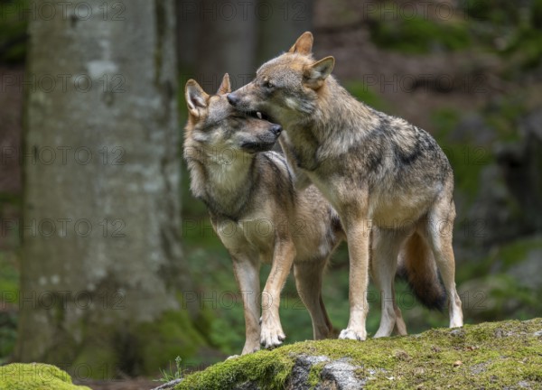 Wolves (Canis lupus) standing on a rock covered with moss, social behaviour, captive, Bavarian Forest National Park, Bavaria, Germany, Europe