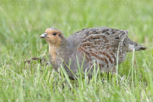 Grey partridge (Perdix perdix), Emsland, Lower Saxony, Germany, Europe