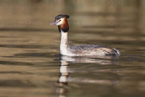 Great crested grebe (Podiceps cristatus) adult bird on a lake, England, United Kingdom, Europe