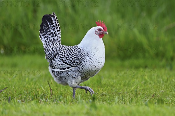 East Frisian Gull standing in a meadow, chicken breed with good utilisation characteristics, Texel, North Holland, Netherlands