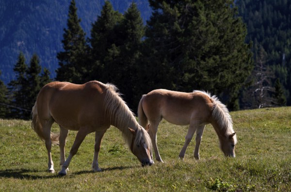 Haflinger horses with foal (Equus ferus caballus) on the pasture, mountain meadow, Vigiljoch near Lana, South Tyrol, Autonomous Province of Bolzano, Italy, Europe