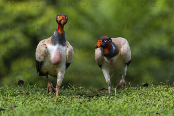 King vulture (Sarcoramphus papa), cock, vulture birds (Aegypiinae), Laguna del Lagarto Lodge, Alajuela, Costa Rica, Central America