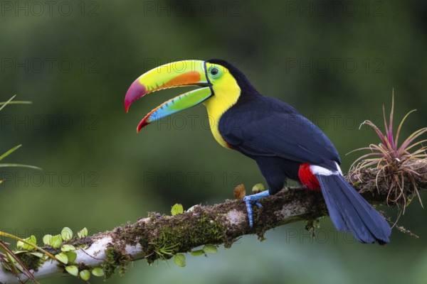 Fishing Toucan (Ramphastos sulfurantus), Toucans (Ramphastidae), Laguna del Lagarto Lodge, Alajuela, Costa Rica, Central America