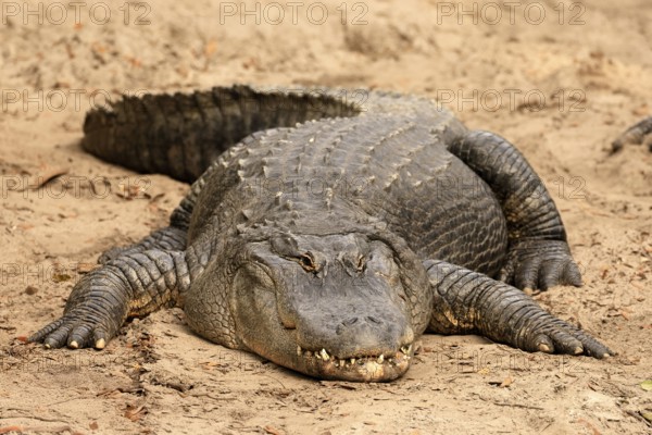 Mississippi Alligator (Alligator mississippiensis), pike alligator, adult, lying, friendly, smiling, on land, in the sand, Florida, USA, North America