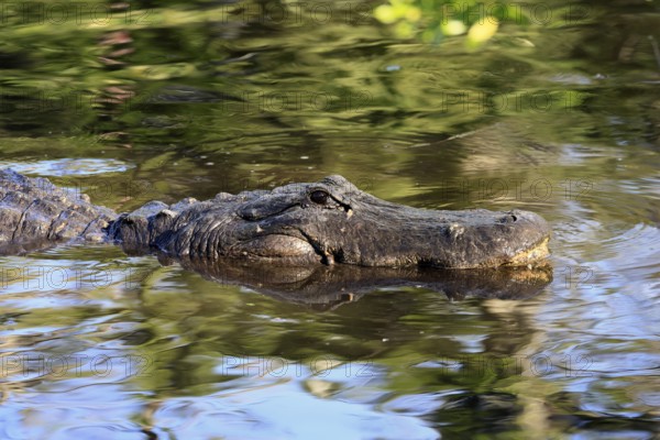 Mississippi Alligator (Alligator mississippiensis), pike alligator, adult, portrait, in water, Florida, USA, North America