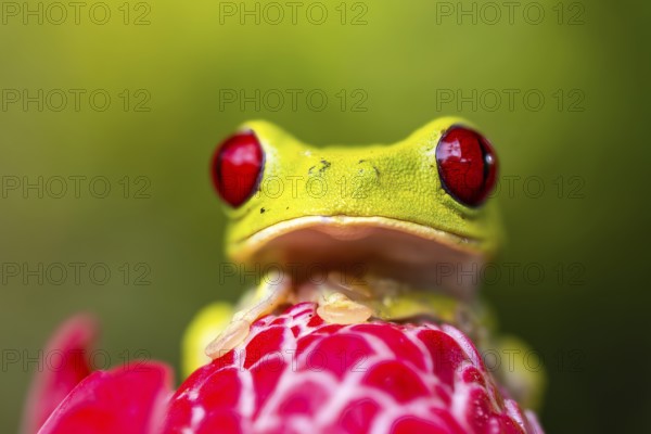 Red-eyed tree frog (Agalychnis callidryas), frogs (Rana), Costa Rica, Central America