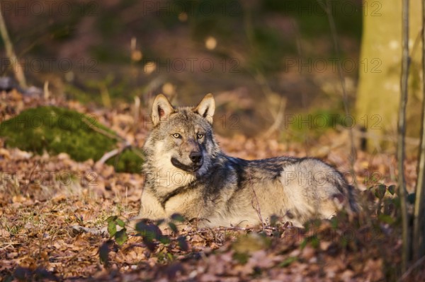 Close-up of a Eurasian wolf (Canis lupus lupus) in a forest in spring, Bavarian Forest National Park, Germany, Europe