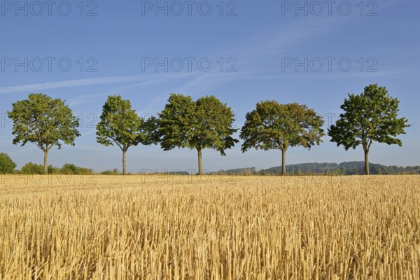 Row of trees, maple (Acer) on a stubble field, blue sky, North Rhine-Westphalia, Germany, Europe