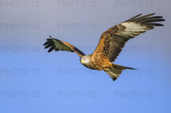 Red Kite, Milvus milvus, bird in flight