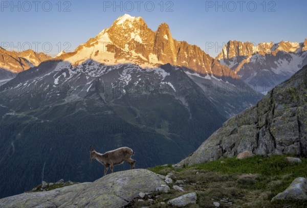 Alpine ibex (Capra ibex), in front of a mountain panorama at sunset, mountain peaks Grandes Jorasses and Aiguille Verte, alpenglow, Mont Blanc massif, Chamonix, France, Europe