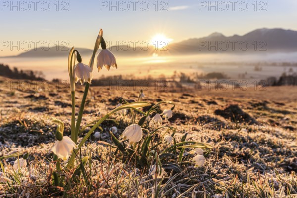 Flowers at sunrise, frost, fog, mountain landscape, spring, rays of sunshine, Marchberry (Leucojum vernum), Loisach-Lake Kochel-Moor, Bavaria, Germany, Europe