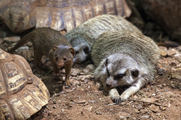 Meerkat (Suricata suricatta) and dwarf mongoose (Helogale), captive, Germany, Europe