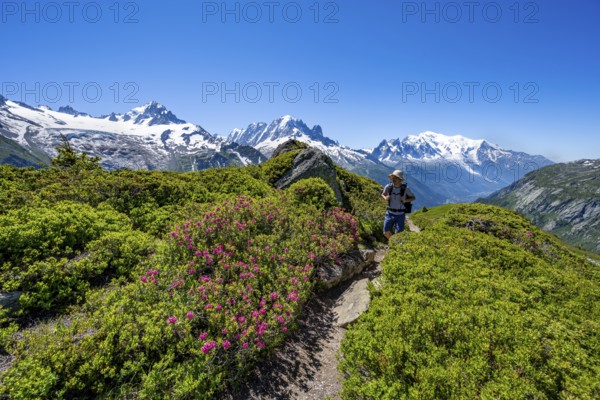 Mountaineer on hiking trail between alpine roses, mountain panorama with glaciated mountain peaks, Aiguille Verte with Aiguille du Midi and Mont Blanc, hike to Aiguillette des Posettes, Chamonix, Haute-Savoie, France, Europe