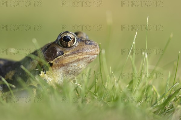 Common frog (Rana temporaria) adult amphibian on a garden lawn in the summer, England, United Kingdom, Europe