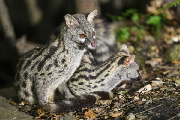 Two Common genets (Genetta genetta), cuddling wildlife in a forest, Montseny National Park, Catalonia, Spain, Europe